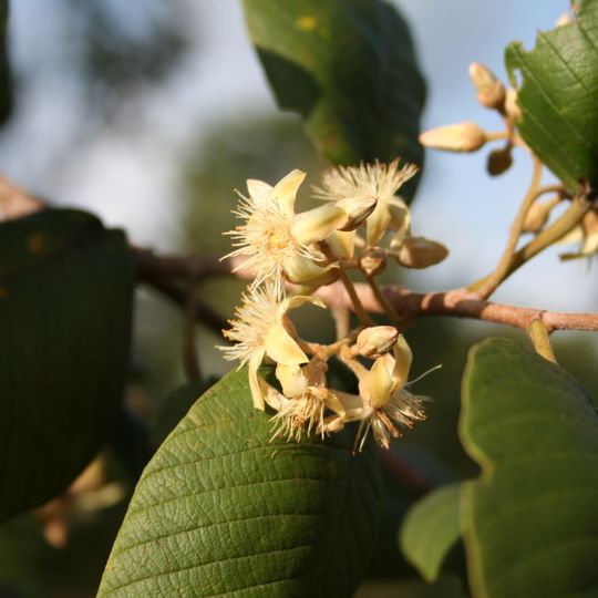 Papatia Botanical Garden