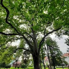 Platan Emila Hanzelky