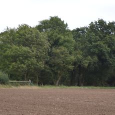Balsham Wood