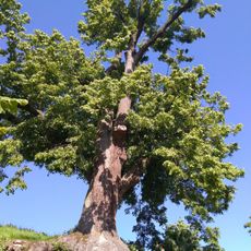 Lípa ve Velkém Poříčí