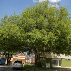 Mulberry tree from Senica