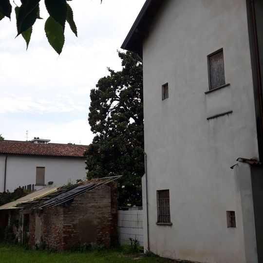 Magnolia sempreverde