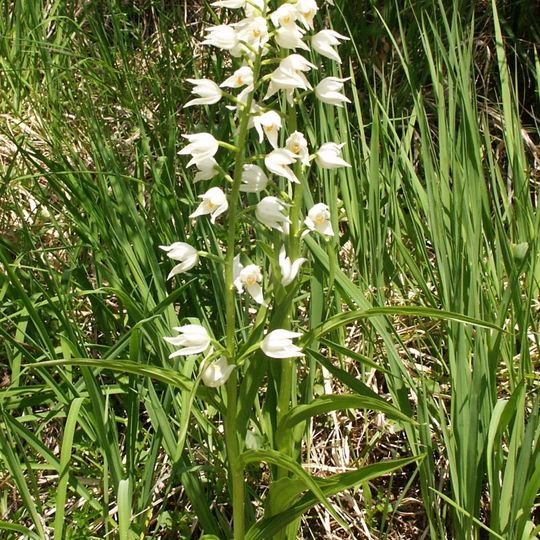 Kardalapio garbenio augavietė