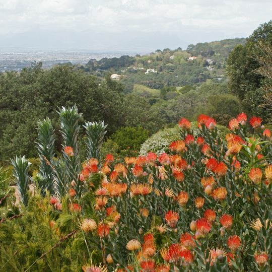 Áreas protegidas de la Región floral del Cabo