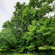 Magnólie v žehušickém parku