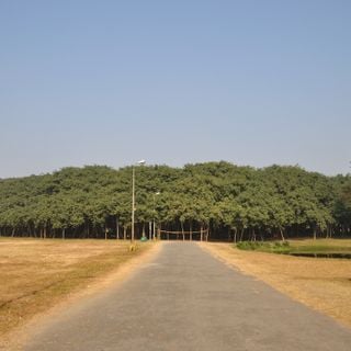 Ficus Benghalensis at Indian Botanical Garden