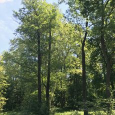 Tři platany javorolisté