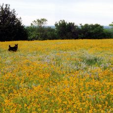 Tandy Hills Natural Area