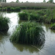 Palude del Busatello
