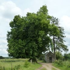 Tilleul des Lognards