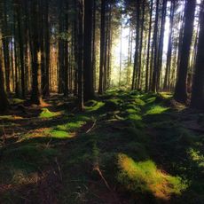 Fetteresso Forest
