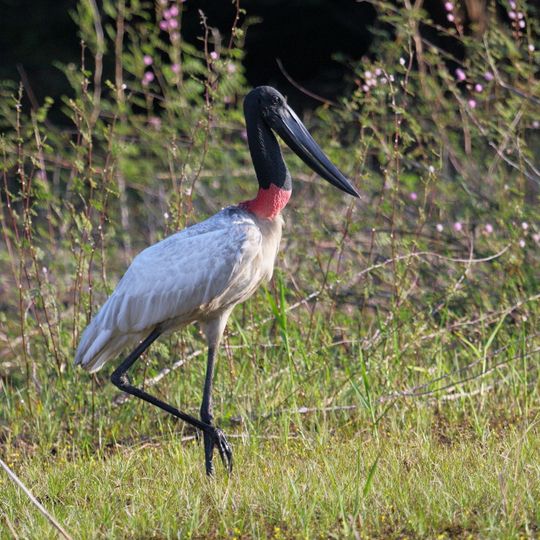 Crooked Tree Wildlife Sanctuary