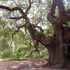 Angel Oak