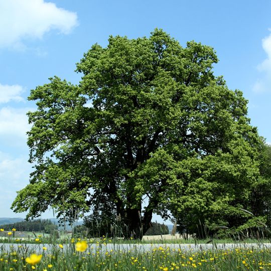 Stieleiche von Matzelsdorf