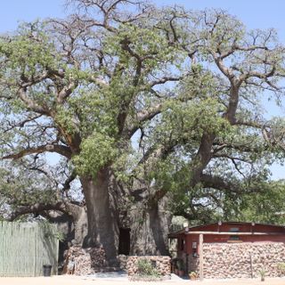Okahao Baobab
