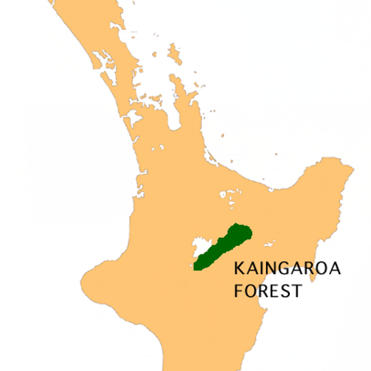 Kaingaroa Forest