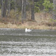 Lachuzhskiye Lakes Zakaznik