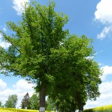 Lipová alej u silnice II/351