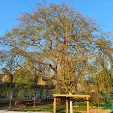 Fagus sylvatica f. pendula in residential quarter near castle Schönefeld (Leipzig)
