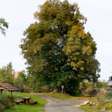 Lípa v Krotějově