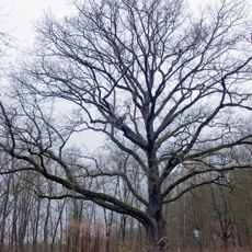 Zámecký dub v Chlumku