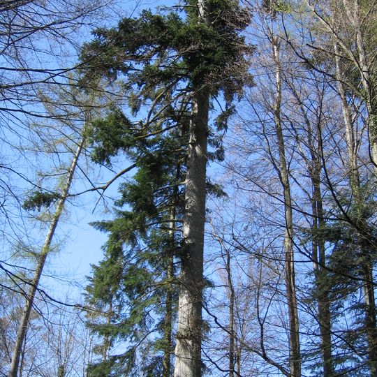 Königstanne Schmalegger Tobel