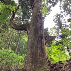 Tengu-No-Koshikake Cedar