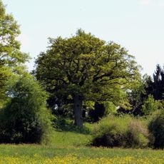 Eiche im Gewann Schliff