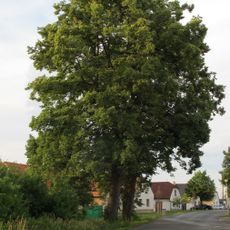 2 ks Lípy srdčité