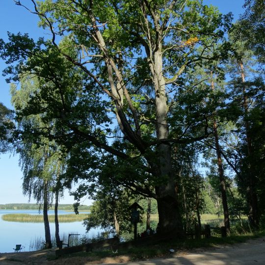 Abejučiai oak