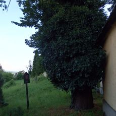 Lípy srdčité /Tillia cordata Miller/