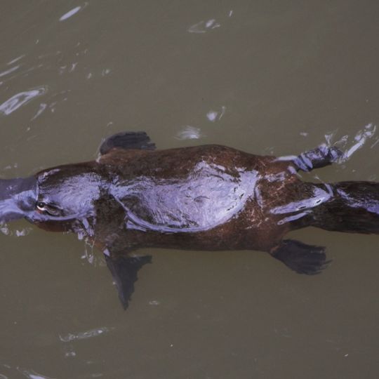 Amamoor National Park