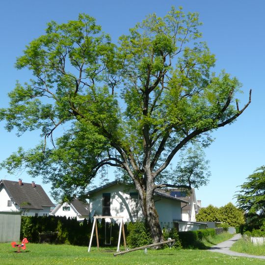Natural monument Fraxinus in Dornbirn