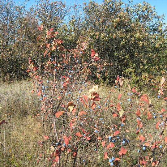Verkhnyobyshkynskyi Reserve