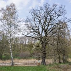 Dub u Měňanského mlýna