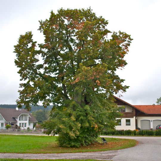 Alte Linde in Weiketsedt