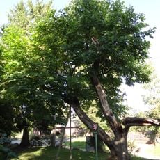 Novoměstský křehovětvec