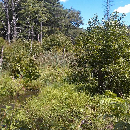 Willowdale State Forest