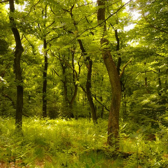 Gevelsberger Stadtwald