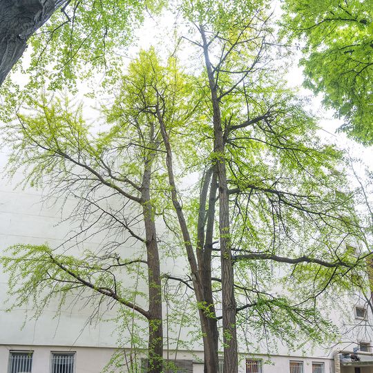 Ginkgo biloba, Pastera Street