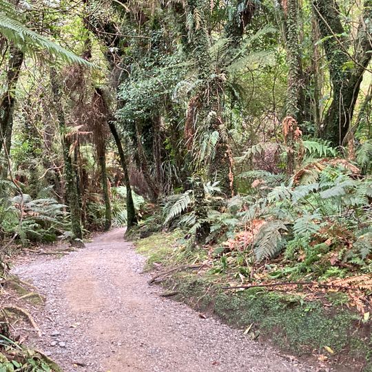 Mananui Bush Walk