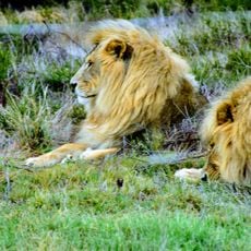 Drakenstein Lion Park