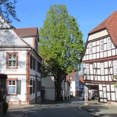 Steineiche Lengefelder Straße