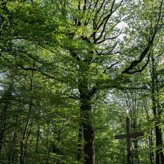 1 Stieleiche mit Umgebung auf dem Katzenkopf