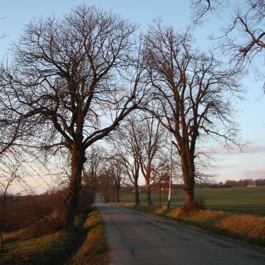 Stromořadí u silnice