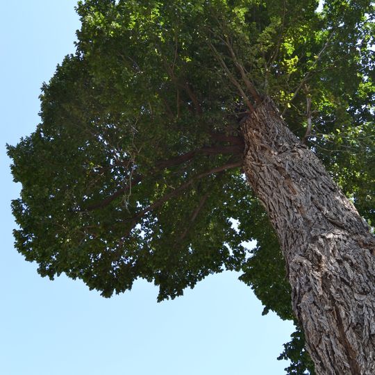 Olmo del Camino de la Estación