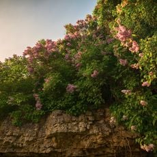 Dolesmuižas atsegums