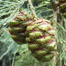 Arboretum De L'hermet
