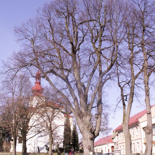 Lípa v parku Jana Křtitele