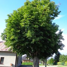 Oldřichovický jírovec